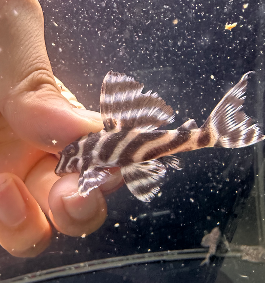 L333 King Tiger Belo Monte - MoonlightAquatics