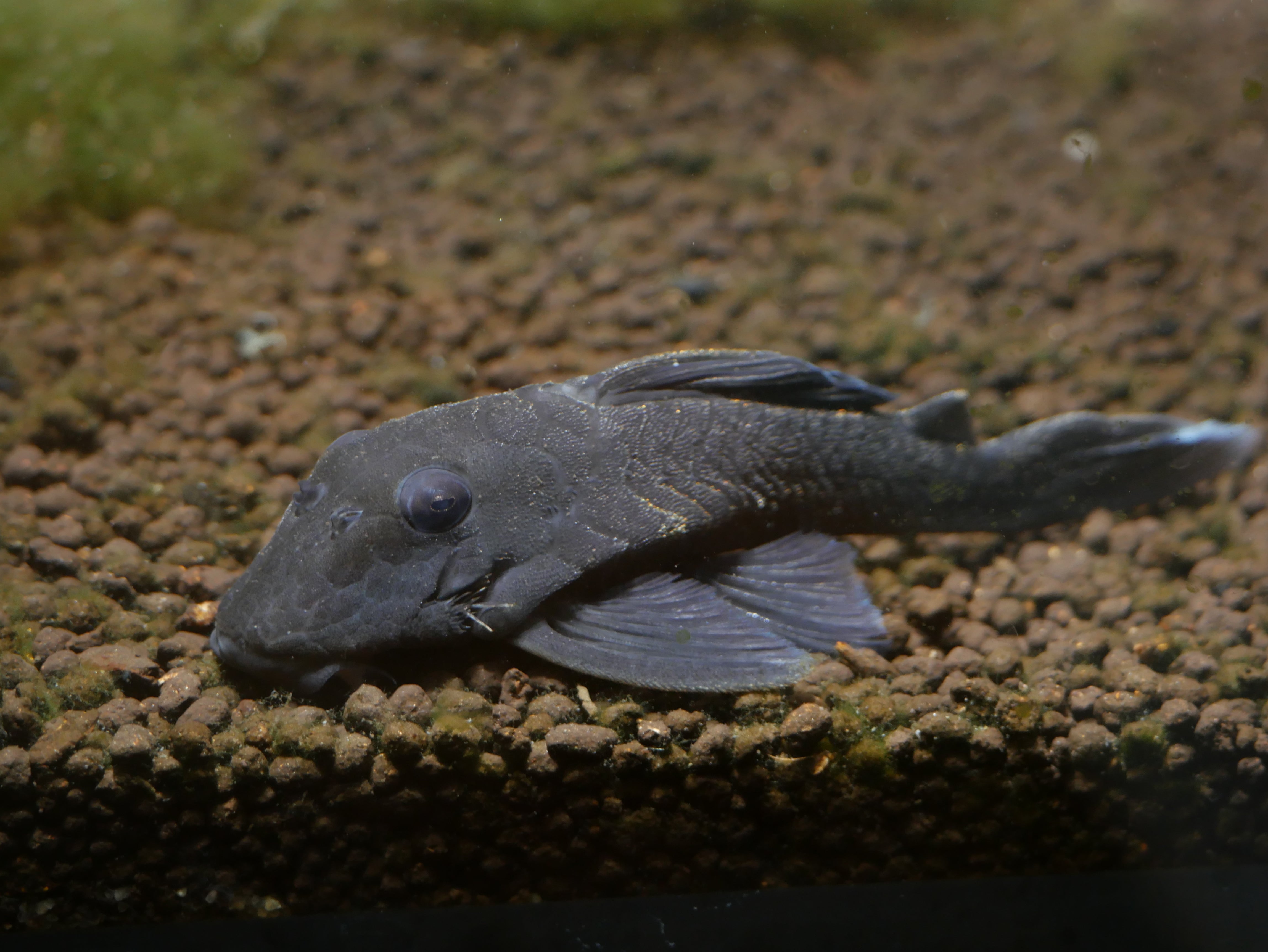 L239 Blue Panaque Pleco
