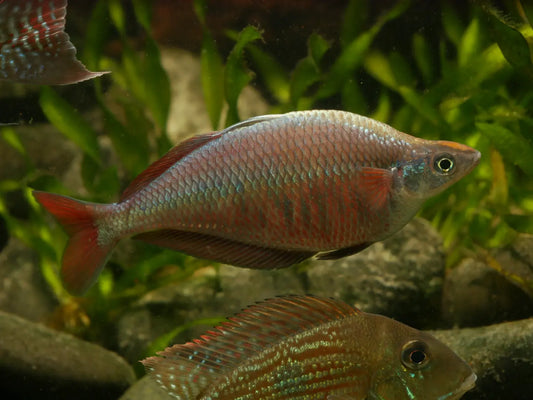 Chilatherina Fasciata "Kali Web" Rainbowfish - MoonlightAquatics