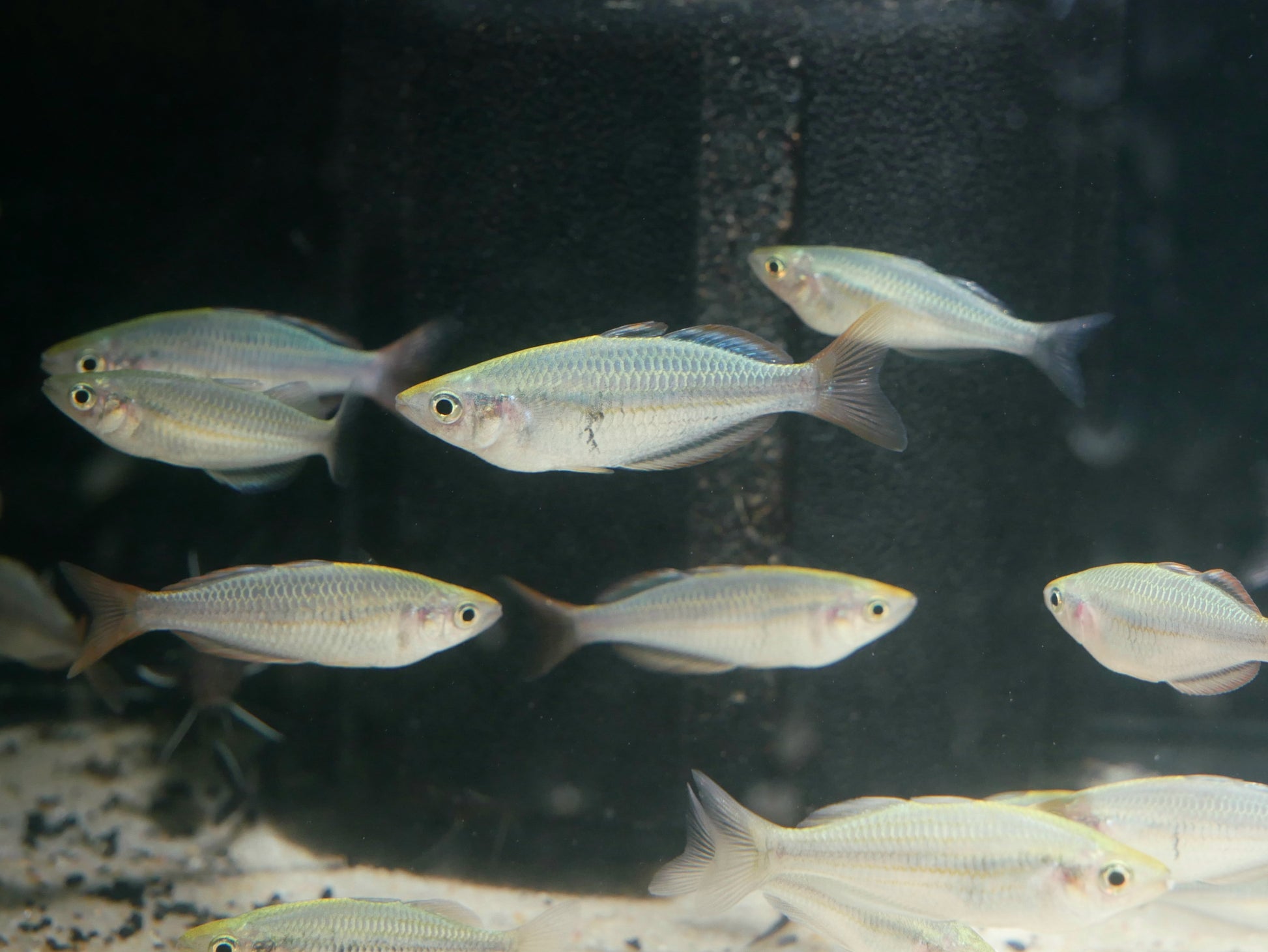 Melanotaenia Mairasi Rainbowfish - MoonlightAquatics