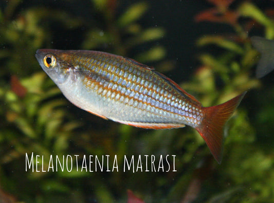 Melanotaenia Mairasi Rainbowfish - MoonlightAquatics
