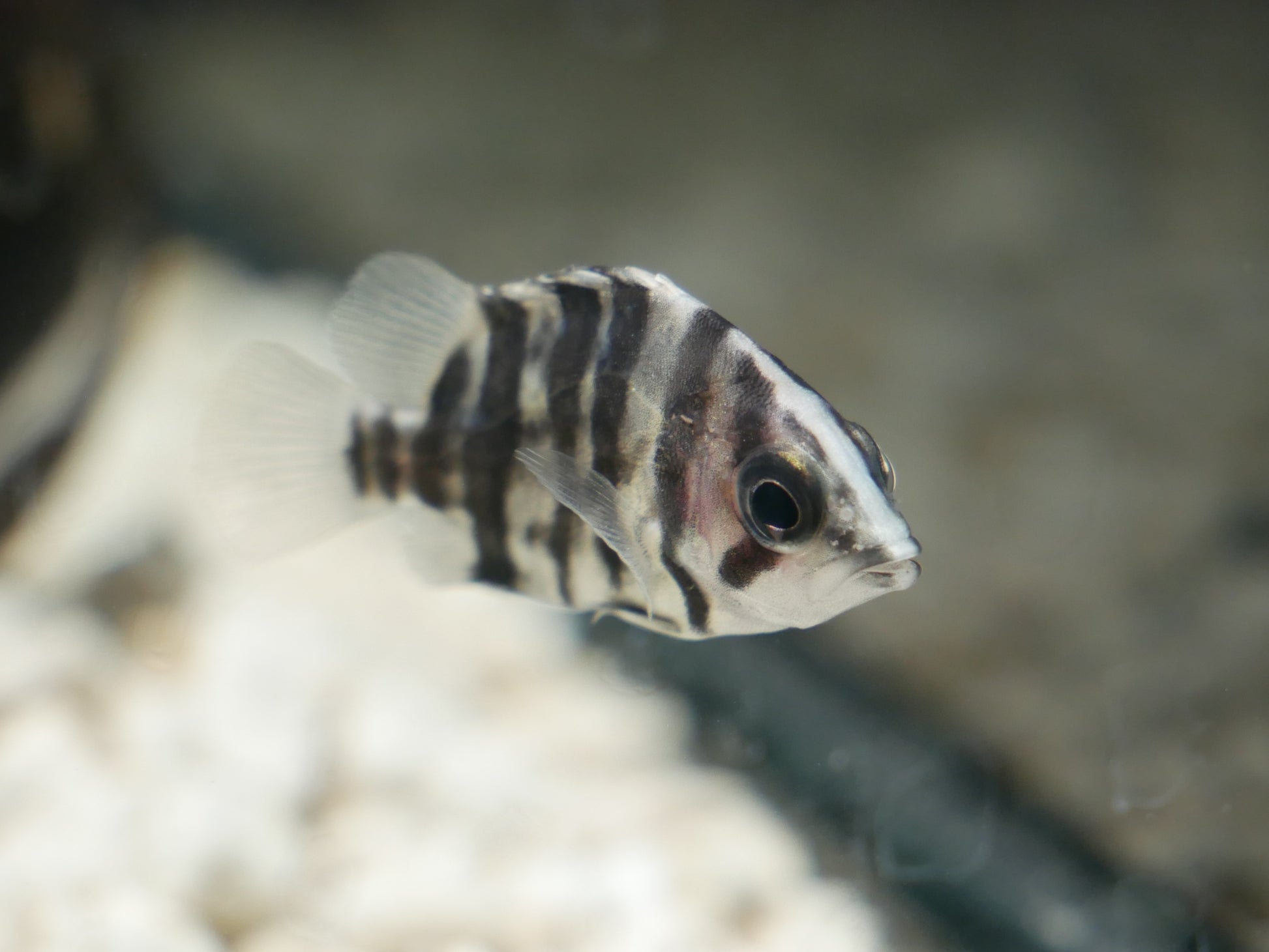 Sumatra Tiger Datnoid - MoonlightAquatics