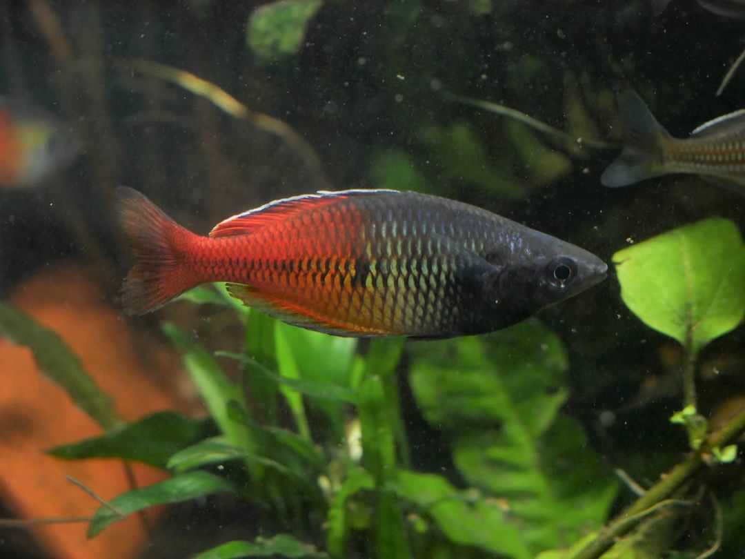 Bosemani Red "Aves Creek" Rainbowfish - MoonlightAquatics