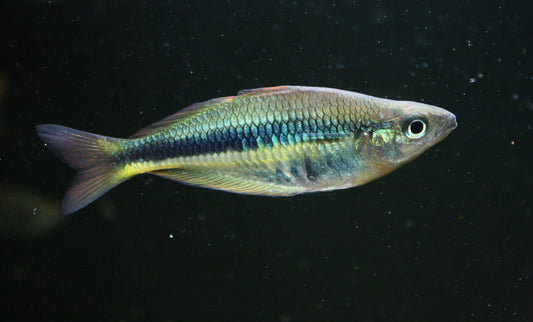 Chilatherina alleni “Wapoga” Rainbowfish - MoonlightAquatics