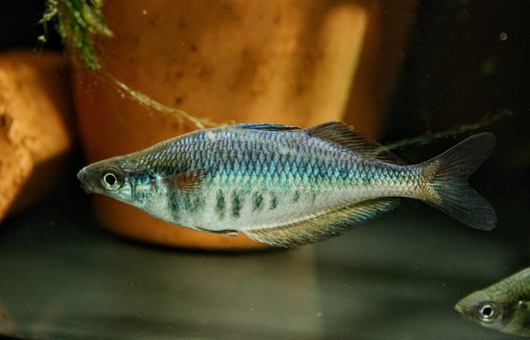 Rainbow Fish
