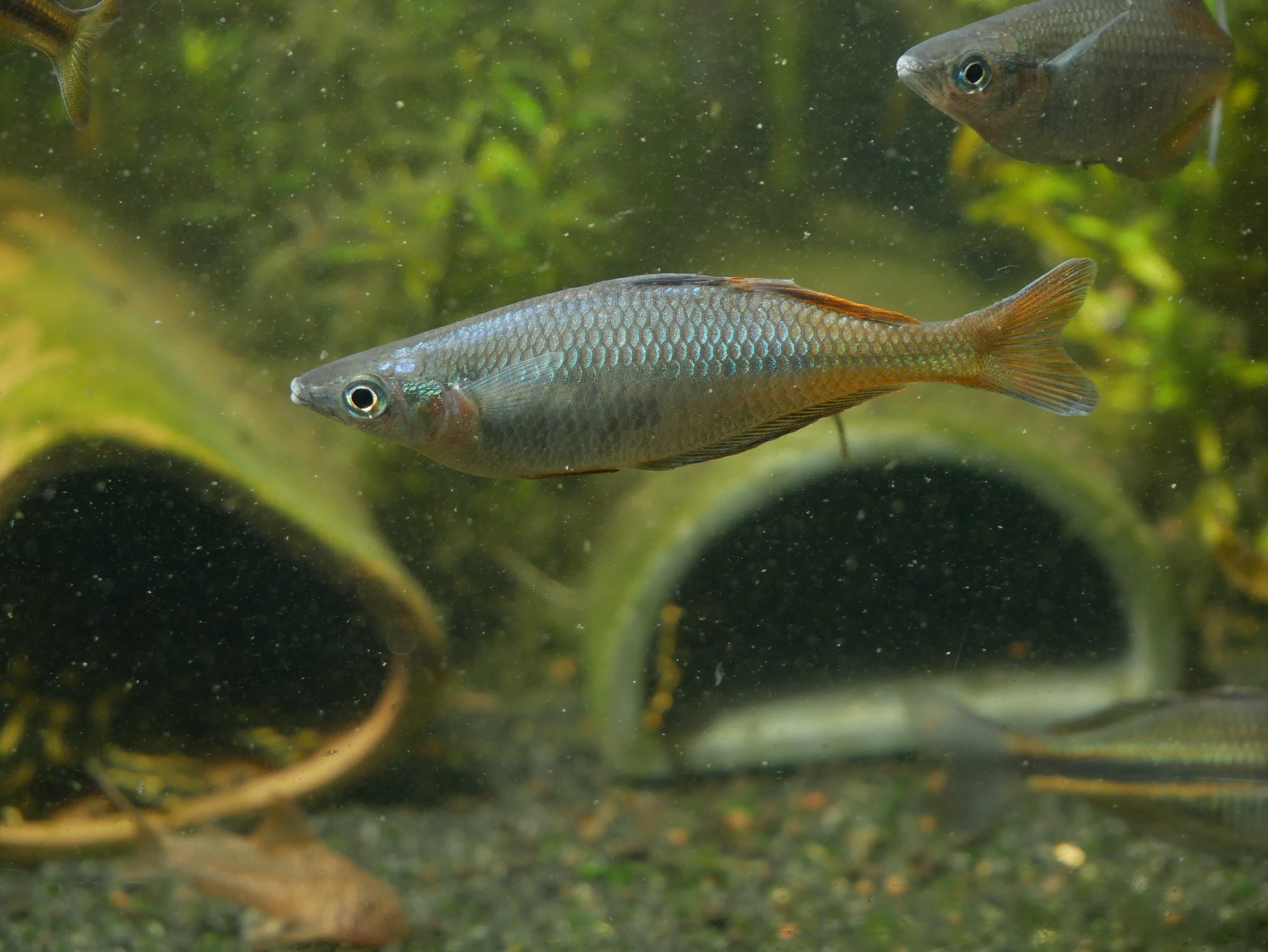 Chilatherina Spec "Taritatu River" - MoonlightAquatics