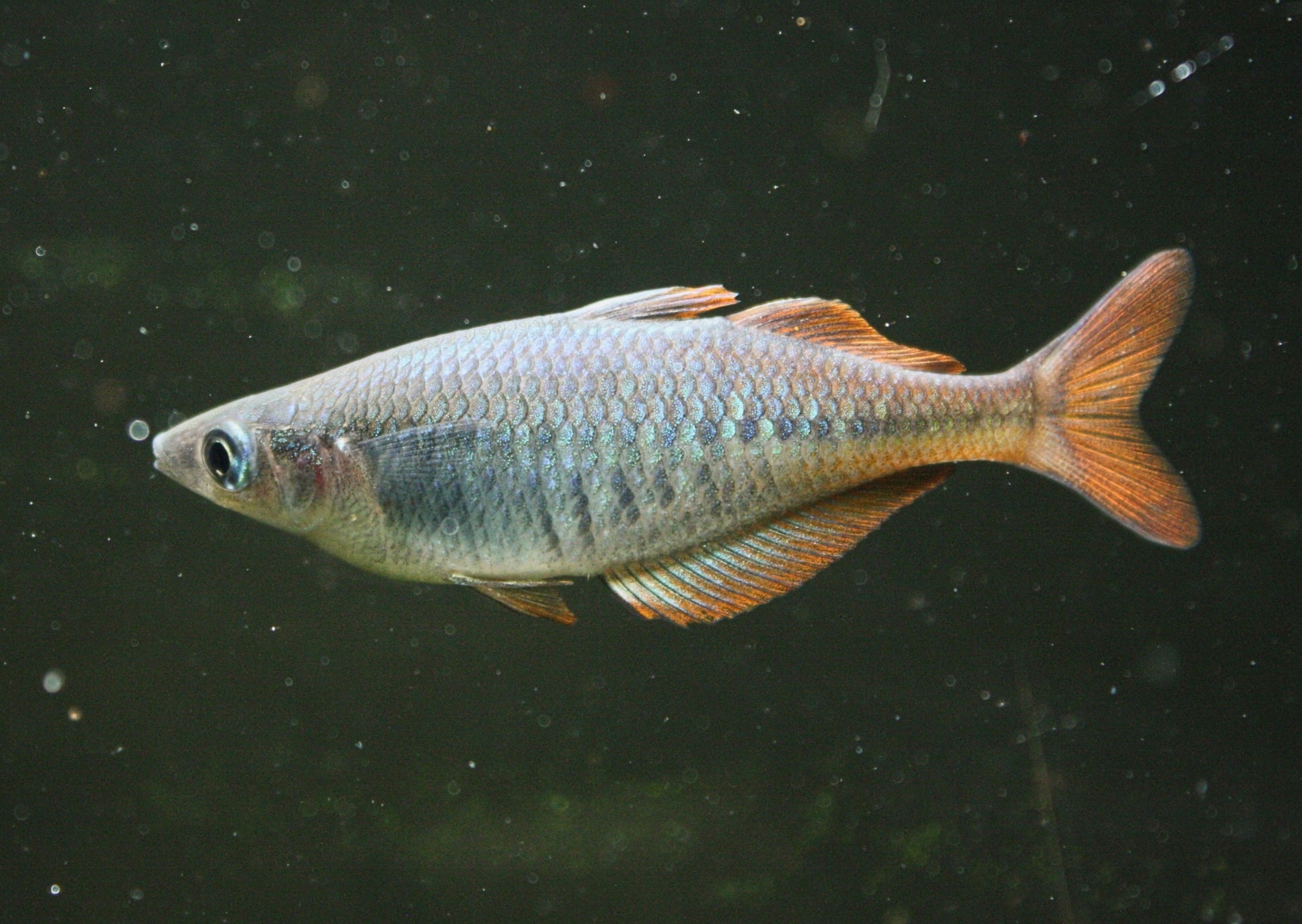 Chilatherina Spec "Taritatu River" - MoonlightAquatics