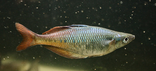 Chilatherina Spec "Taritatu River" - MoonlightAquatics