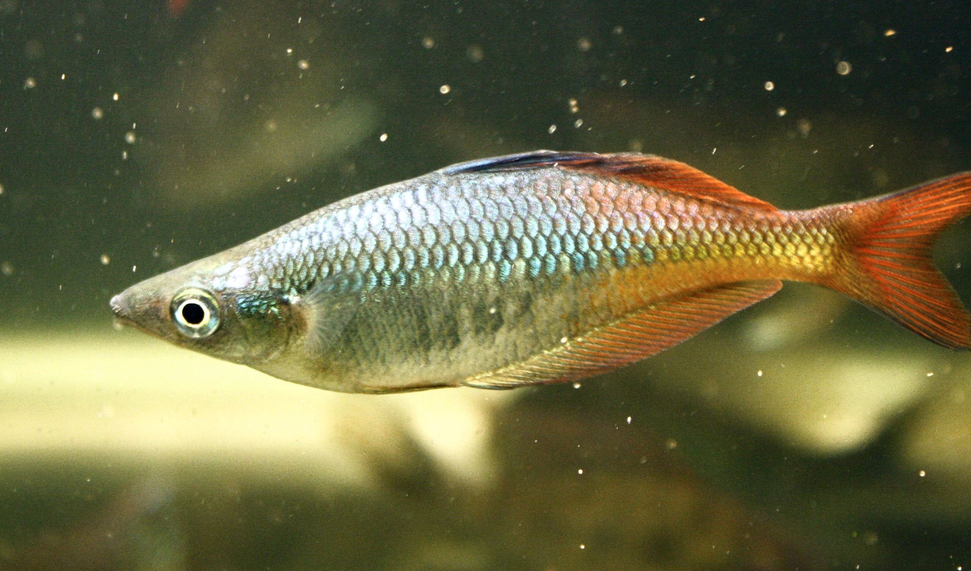 Chilatherina Spec "Taritatu River" - MoonlightAquatics