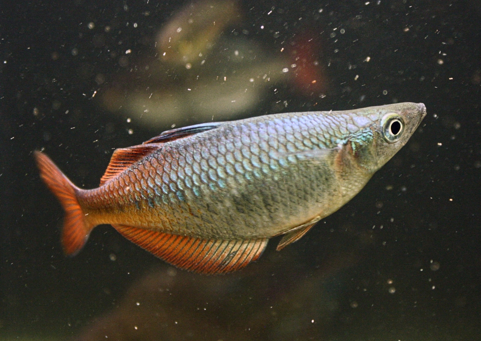 Chilatherina Spec "Taritatu River" - MoonlightAquatics