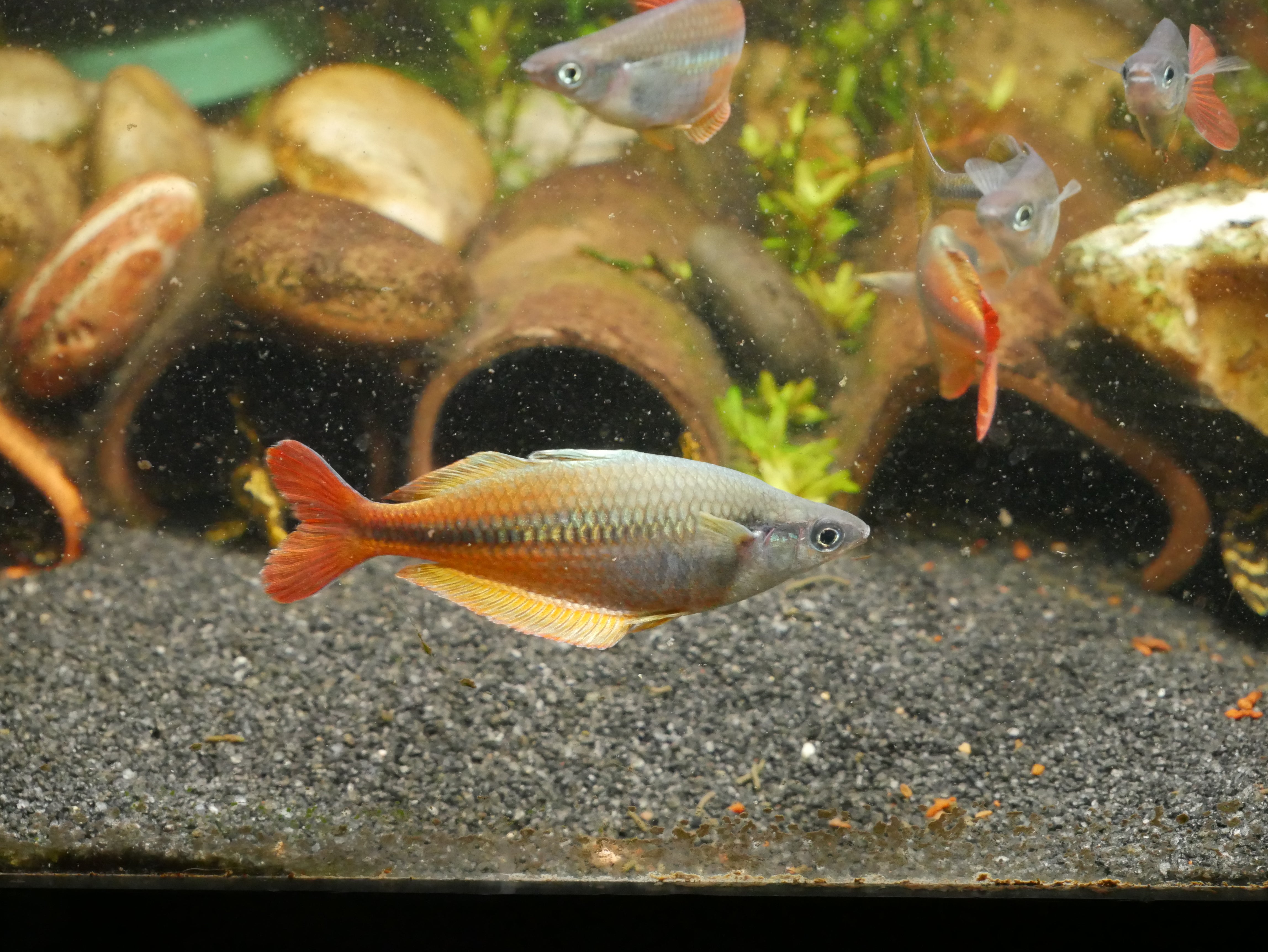Fish Uppercut Chilatherina Spec.Upper Tor Rainbowfish