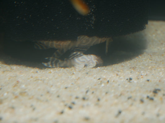 L333 King Tiger Albino - MoonlightAquatics