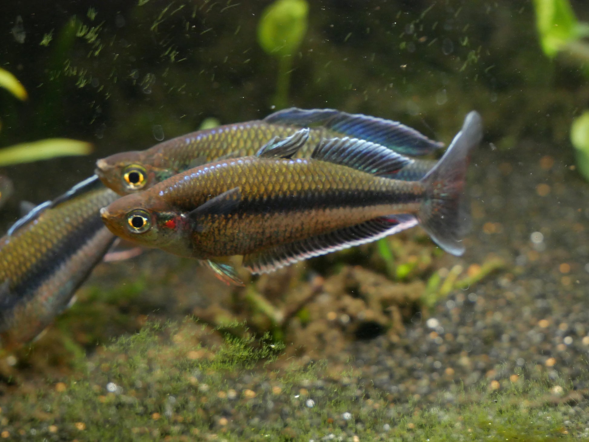 melanotan spruta Melanotaenia Jakora