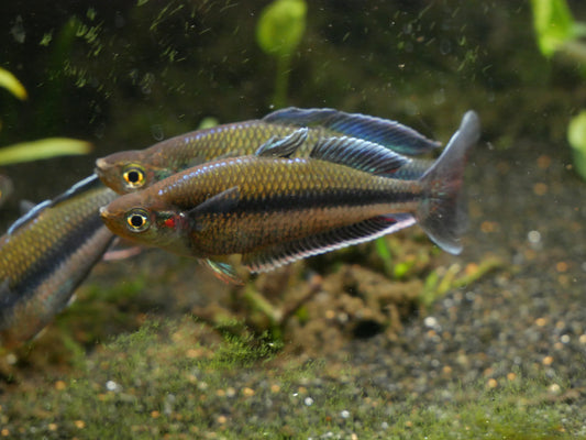 Melanotaenia Jakora - MoonlightAquatics