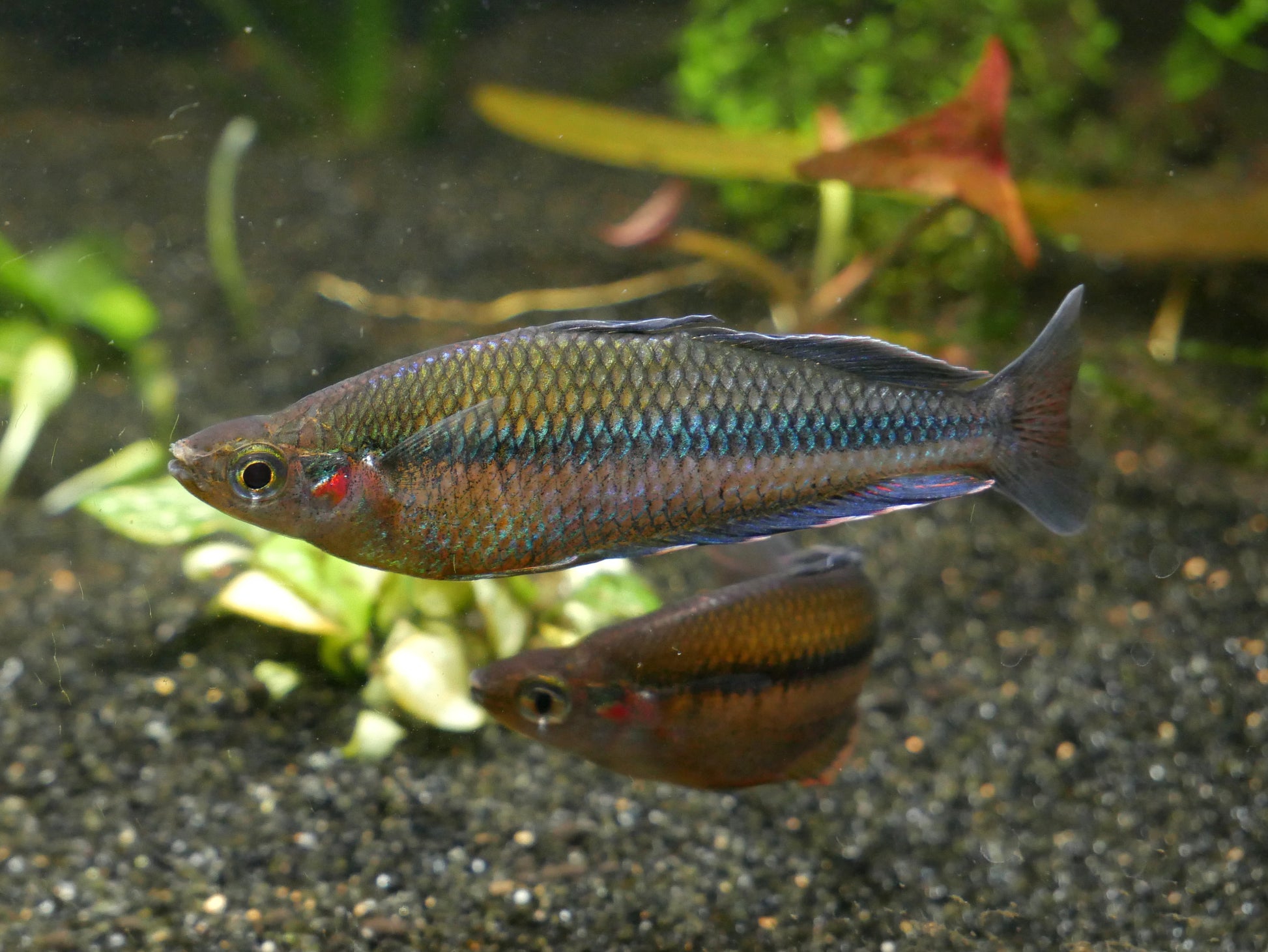 Melanotaenia Jakora - MoonlightAquatics