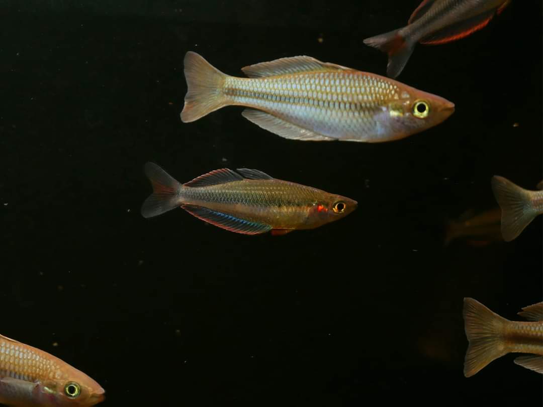 Melanotaenia Jakora - MoonlightAquatics
