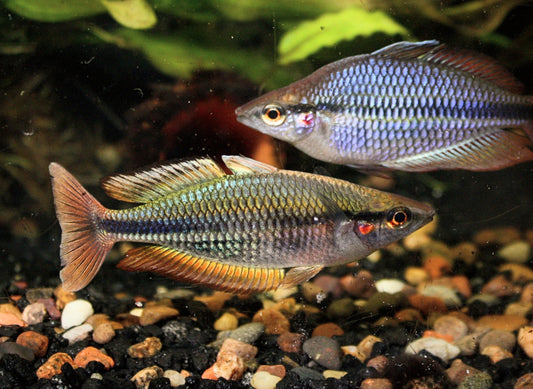 Melanotaenia picta (sp. "Aru II) - MoonlightAquatics