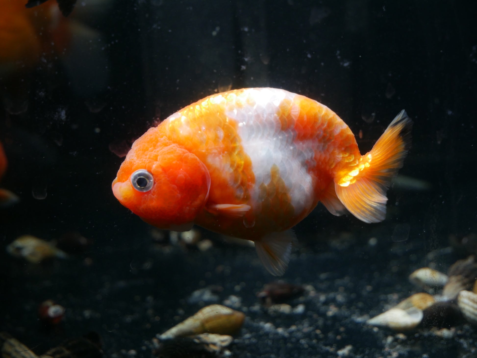 Ranchu Goldfish - MoonlightAquatics
