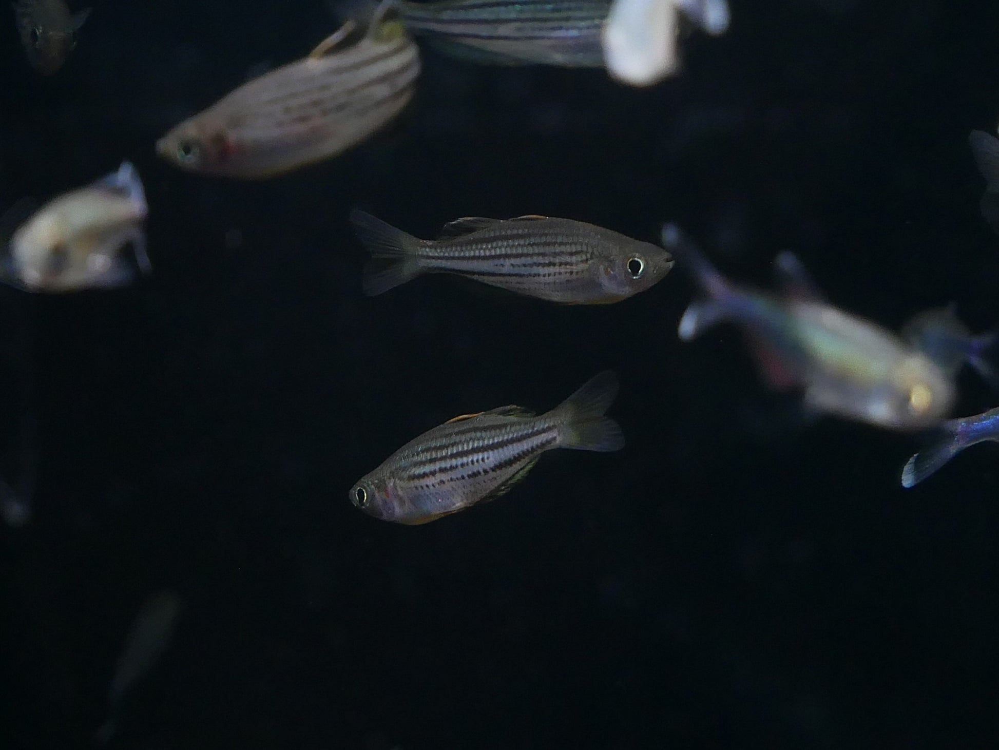 SAHUL "MOA ISLAND” Rainbow - MoonlightAquatics