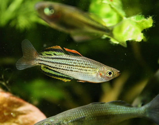 SAHUL "MOA ISLAND” Rainbow - MoonlightAquatics