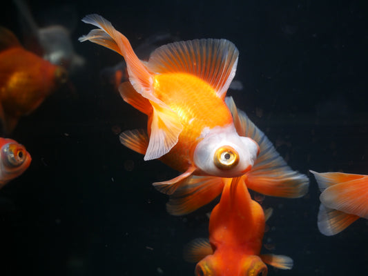 Butterfly Goldfish - MoonlightAquatics