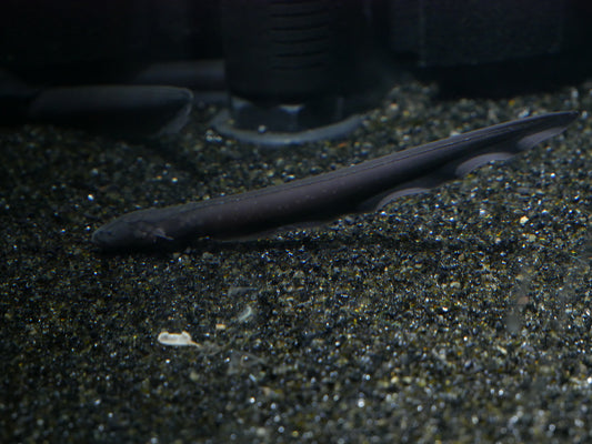 Electric Eels - MoonlightAquatics