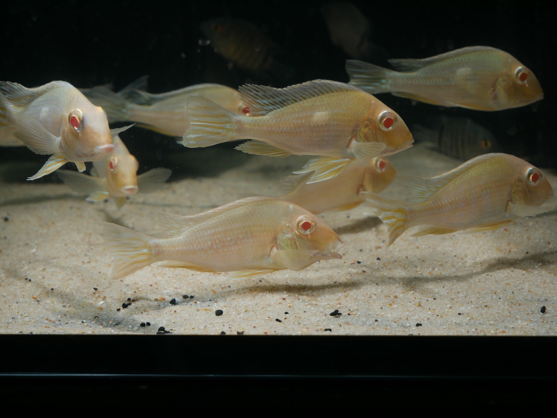 Albino Red Head Tapajos Geophagus - MoonlightAquatics