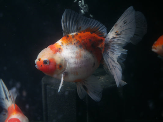 Thai Oranda Goldfish - MoonlightAquatics