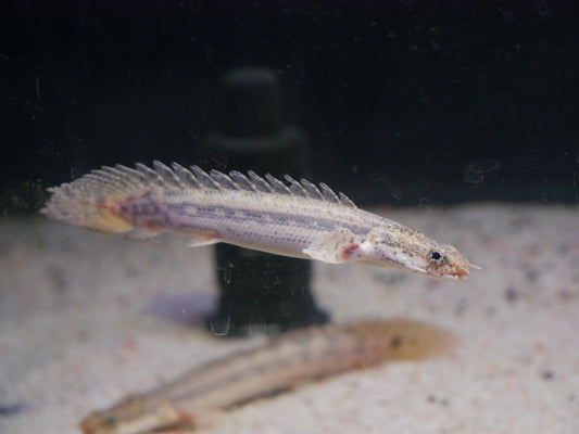Lapradai "Koliba" Bichir - MoonlightAquatics