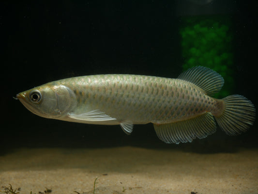 Jardini - MoonlightAquatics