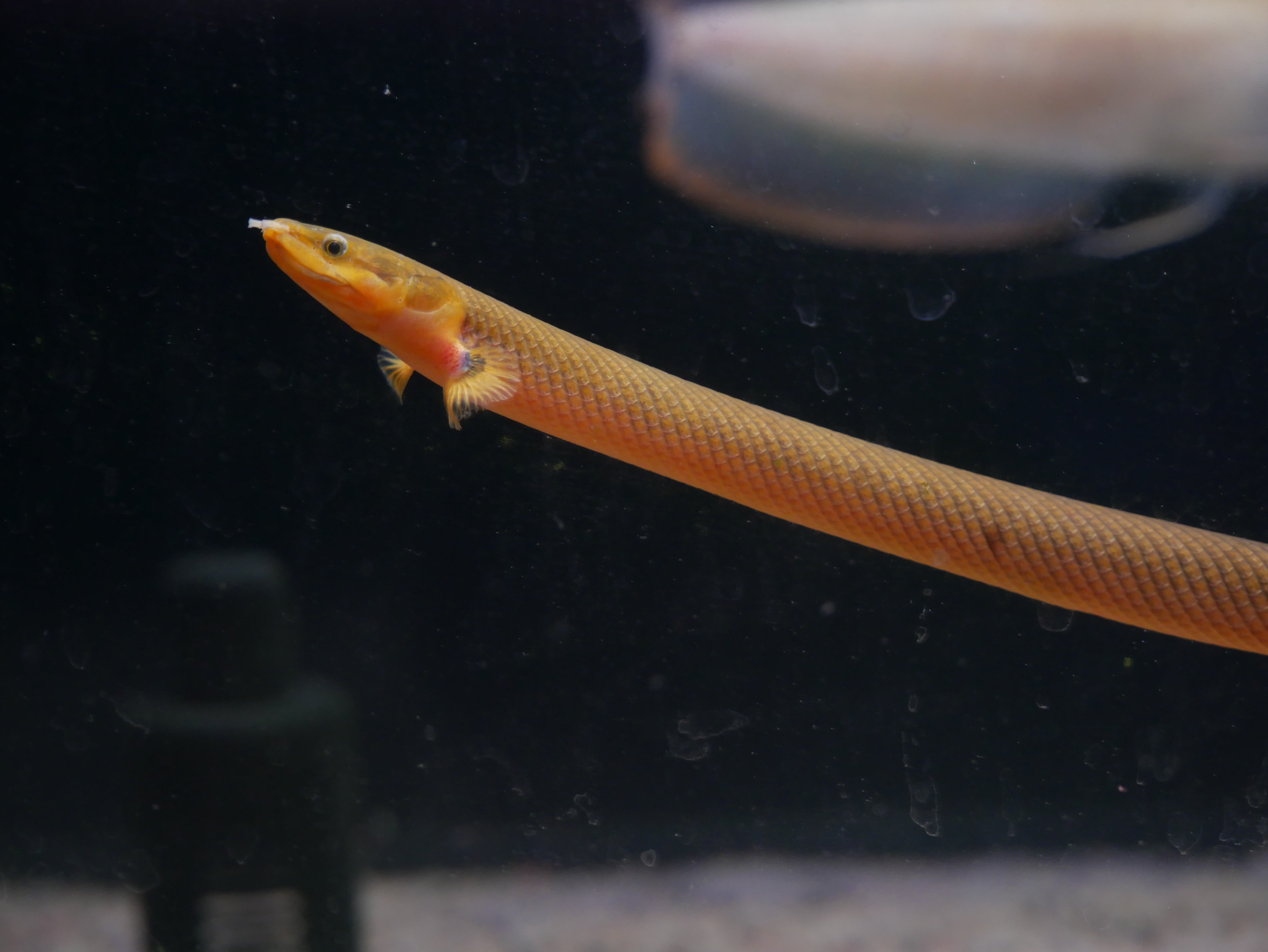 Odd balls | MoonlightAquatics