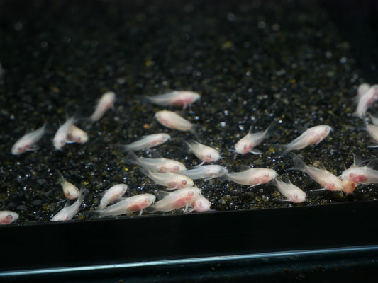 Albino Pygmy Corydoras - MoonlightAquatics