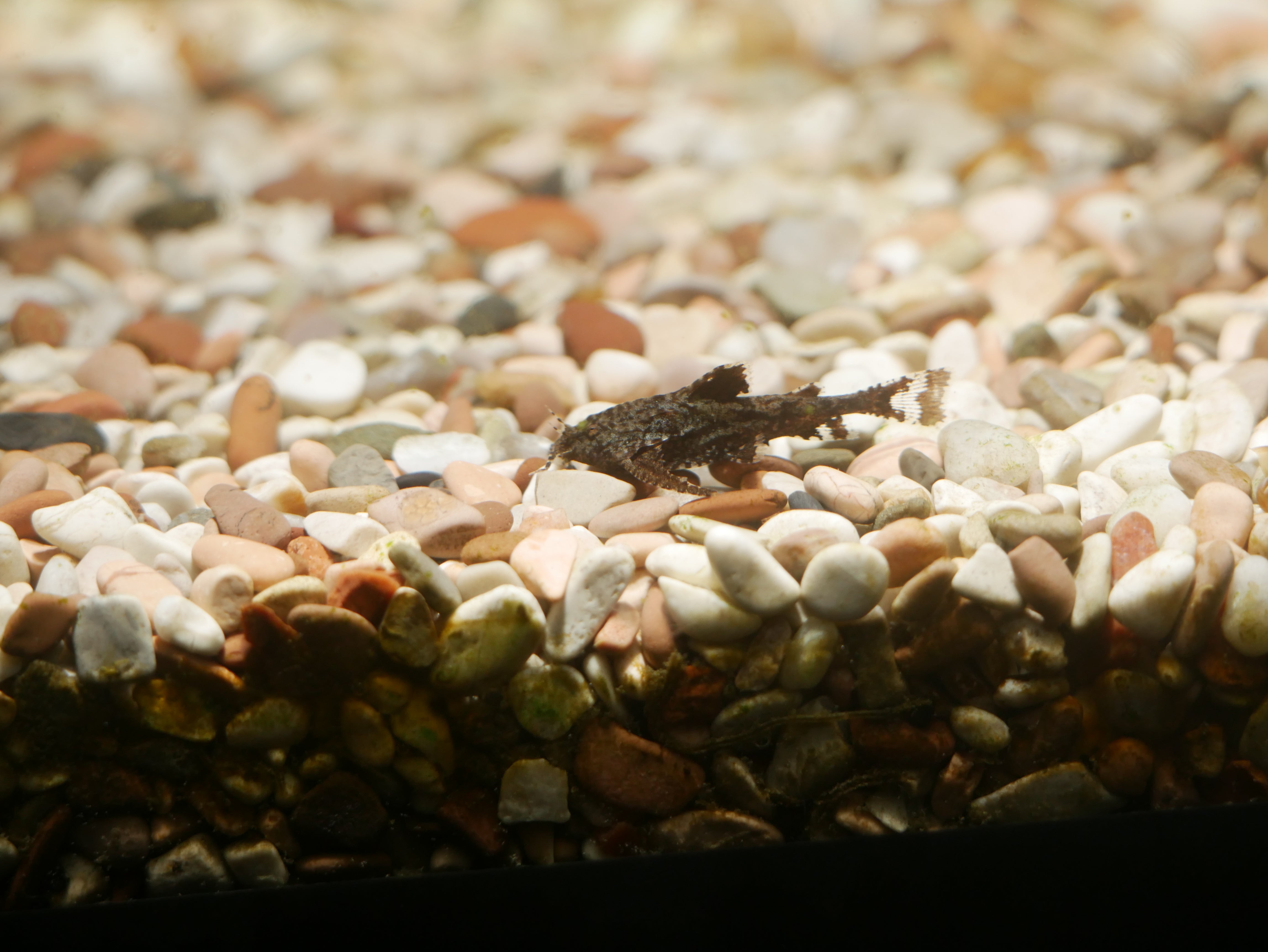Anchor Catfish"Hara jerdoni"