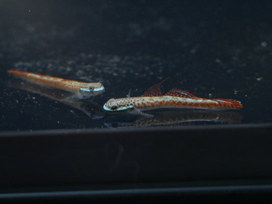 Annie's Dwarf Goby (Stiphodon annieae) - MoonlightAquatics