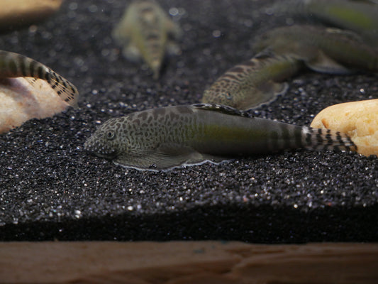 Beaufortia Granulopinna - MoonlightAquatics