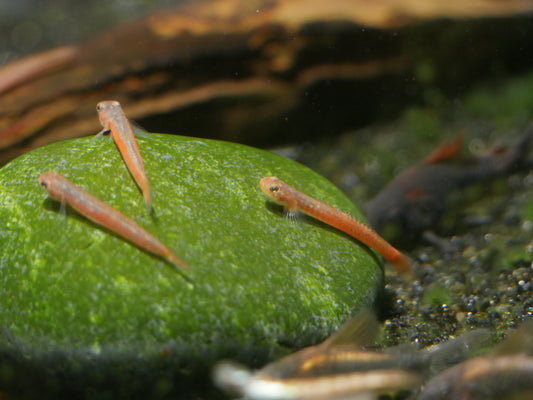 Birdsong Goby (Stiphodon Surrufus) - MoonlightAquatics