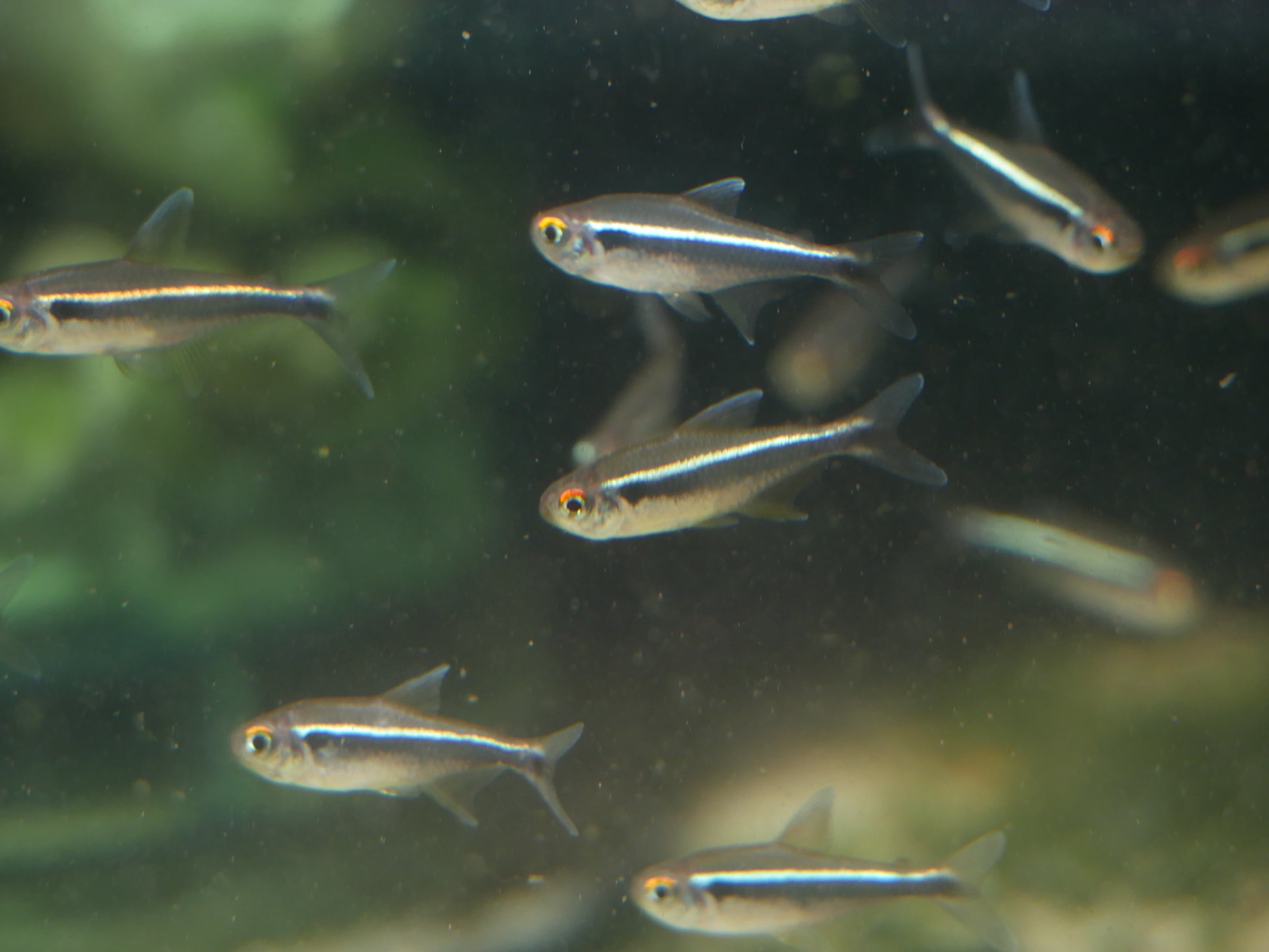 Black Neon Tetra (Hyphessobrycon herbet axelordi) - MoonlightAquatics