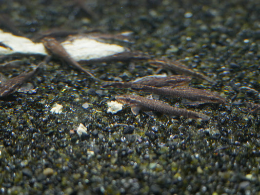 Black Otocinclus (Otothyropsis piribebuy) - MoonlightAquatics