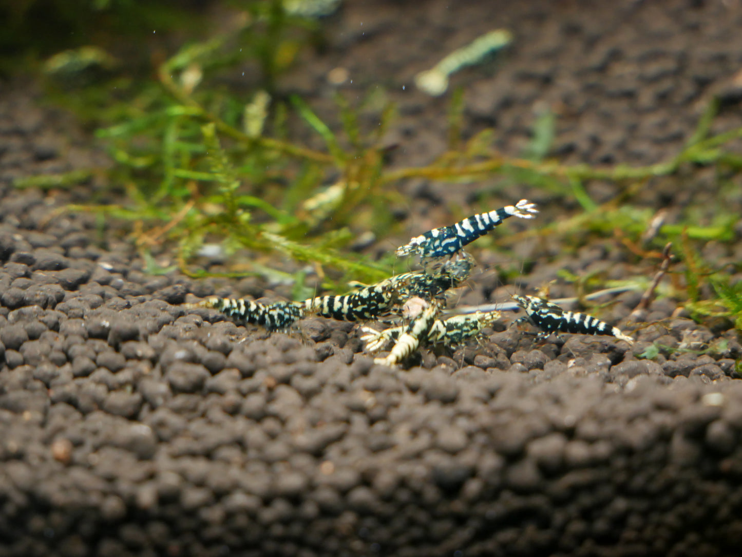 Black Pinto Galaxy Shrimp - MoonlightAquatics