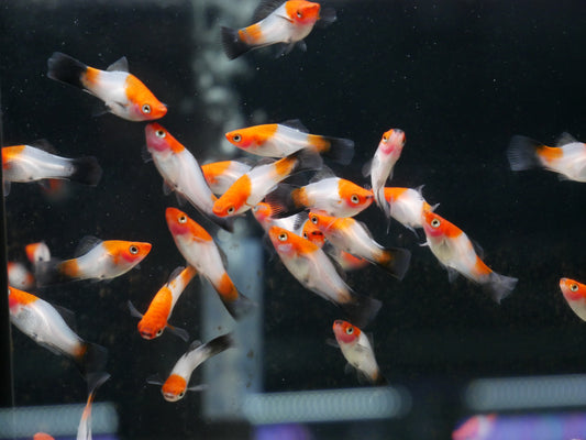 Black Tail Koi Kohaku Swordtail - MoonlightAquatics