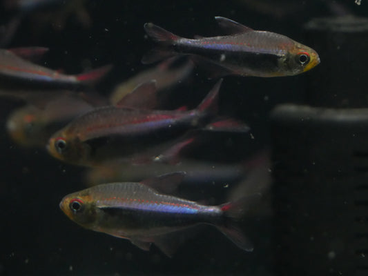 Bleeding Blue Tetra (Hyphessobrycon margitae) - MoonlightAquatics
