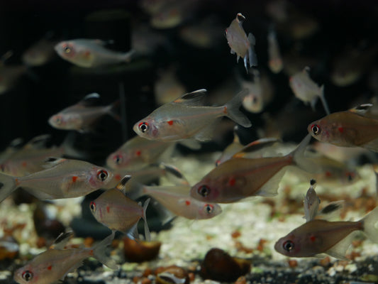 Bleeding Heart Tetra (Hyphessobrycon erythrostigma) - MoonlightAquatics