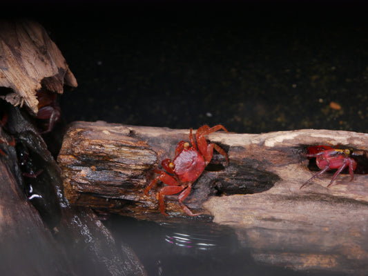 Blood Devil Vampire Crab - MoonlightAquatics