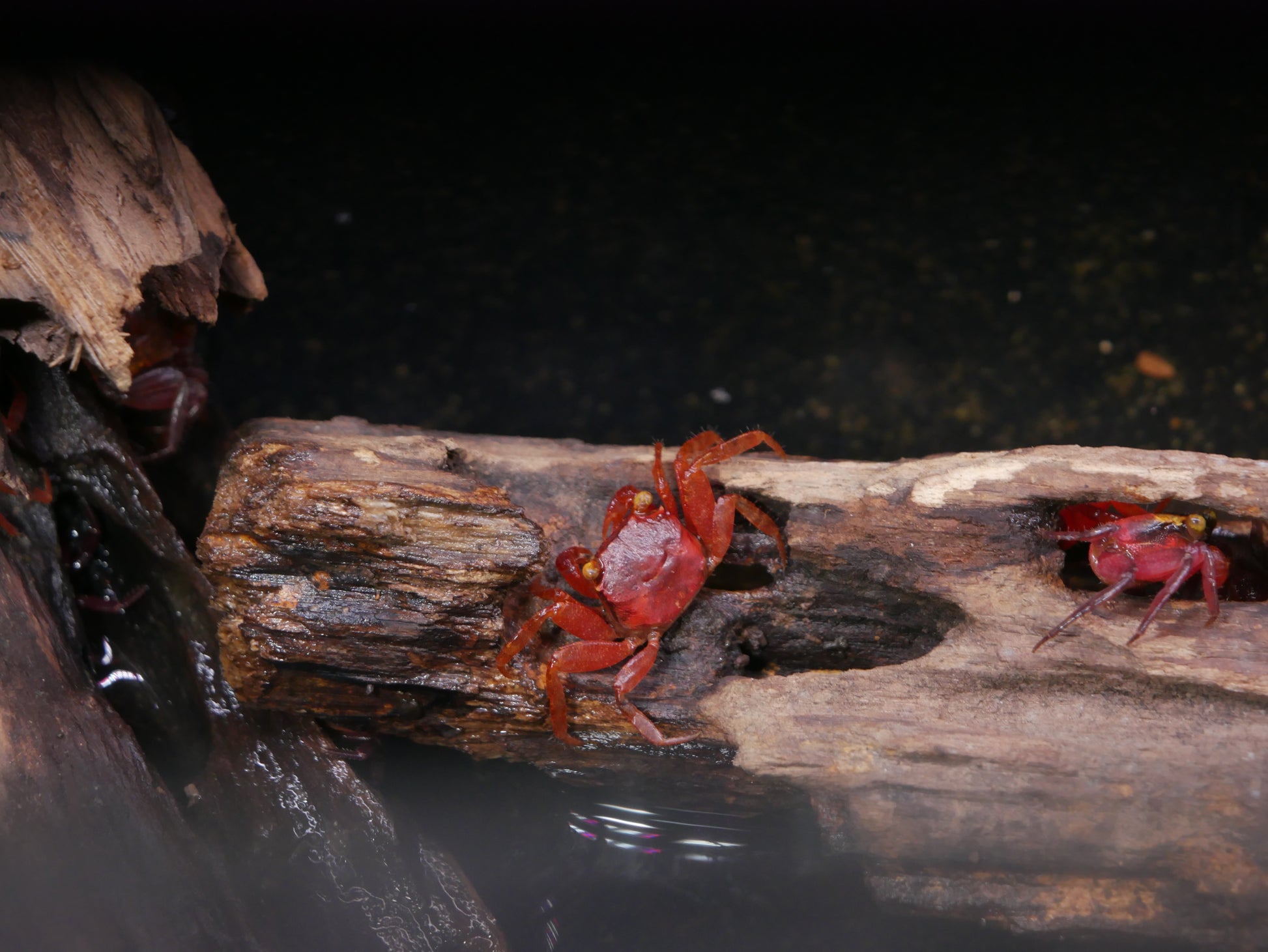 Blood Devil Vampire Crab - MoonlightAquatics