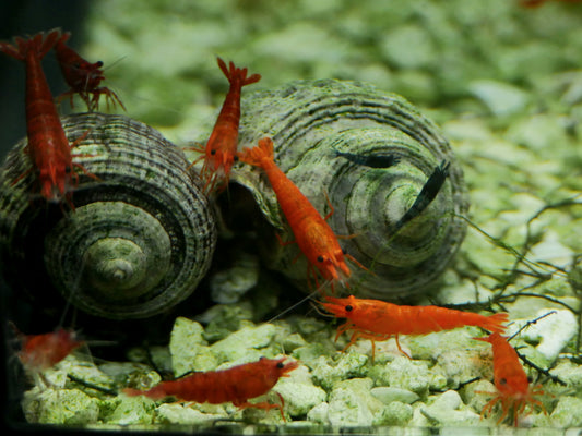 Bloody Orange Neo Shrimp - MoonlightAquatics