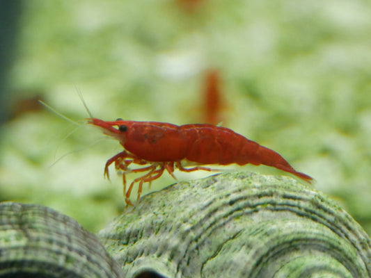 Bloody Orange Neo Shrimp - MoonlightAquatics