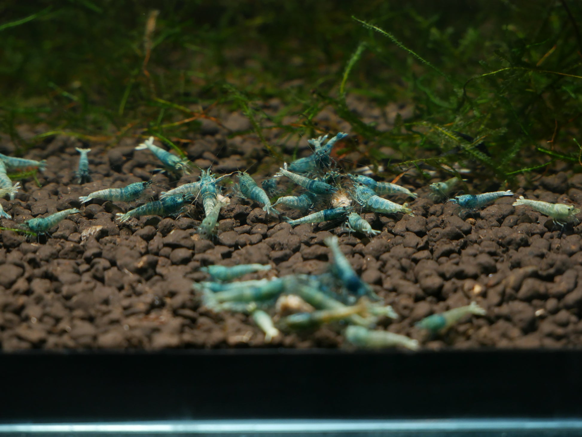 Blue Bolt Shrimp - MoonlightAquatics