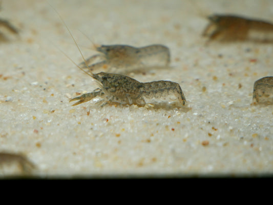 Blue Brazos Dwarf Crayfish - MoonlightAquatics
