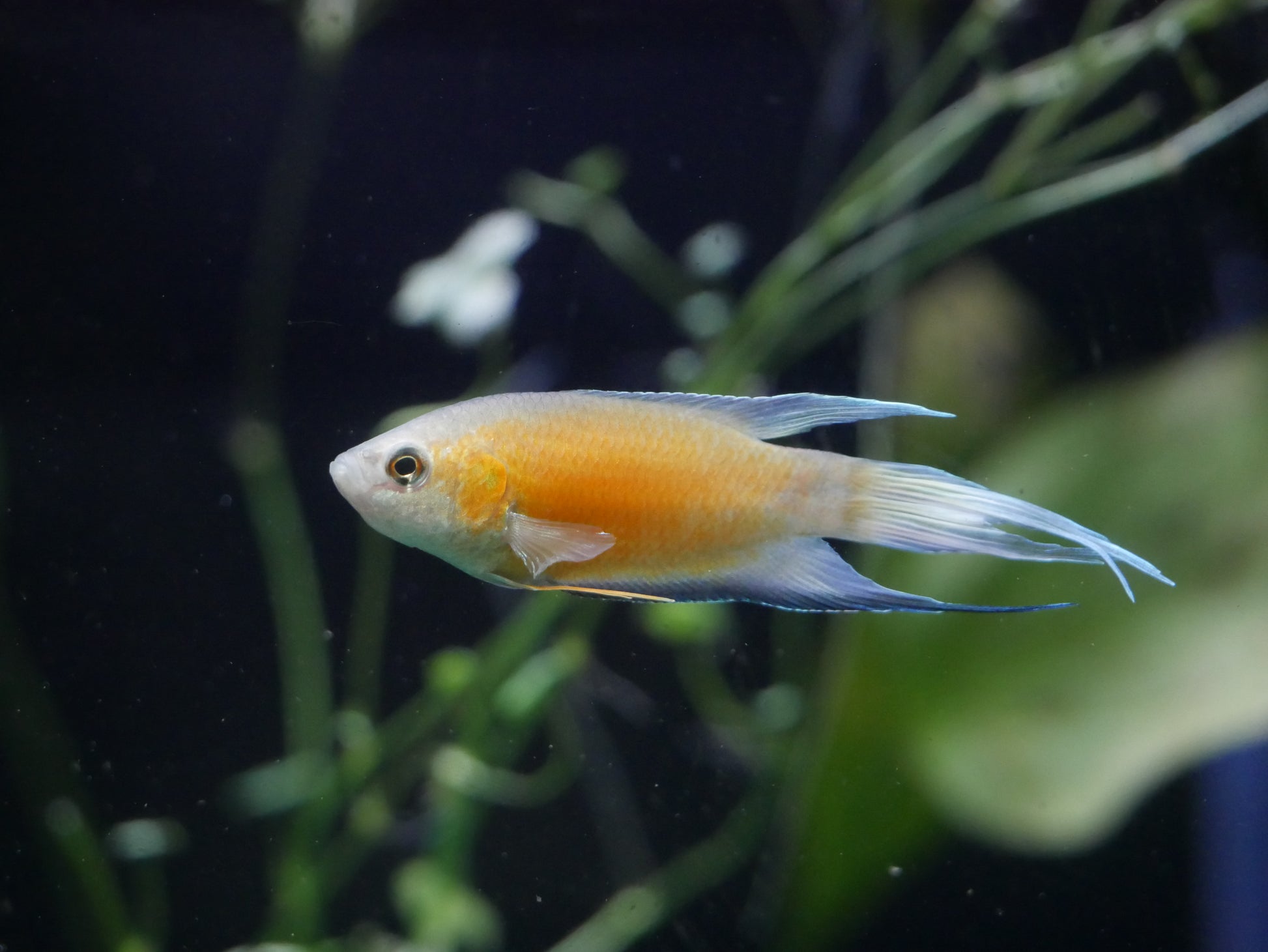 Blue Flame Paradise Gourami - MoonlightAquatics