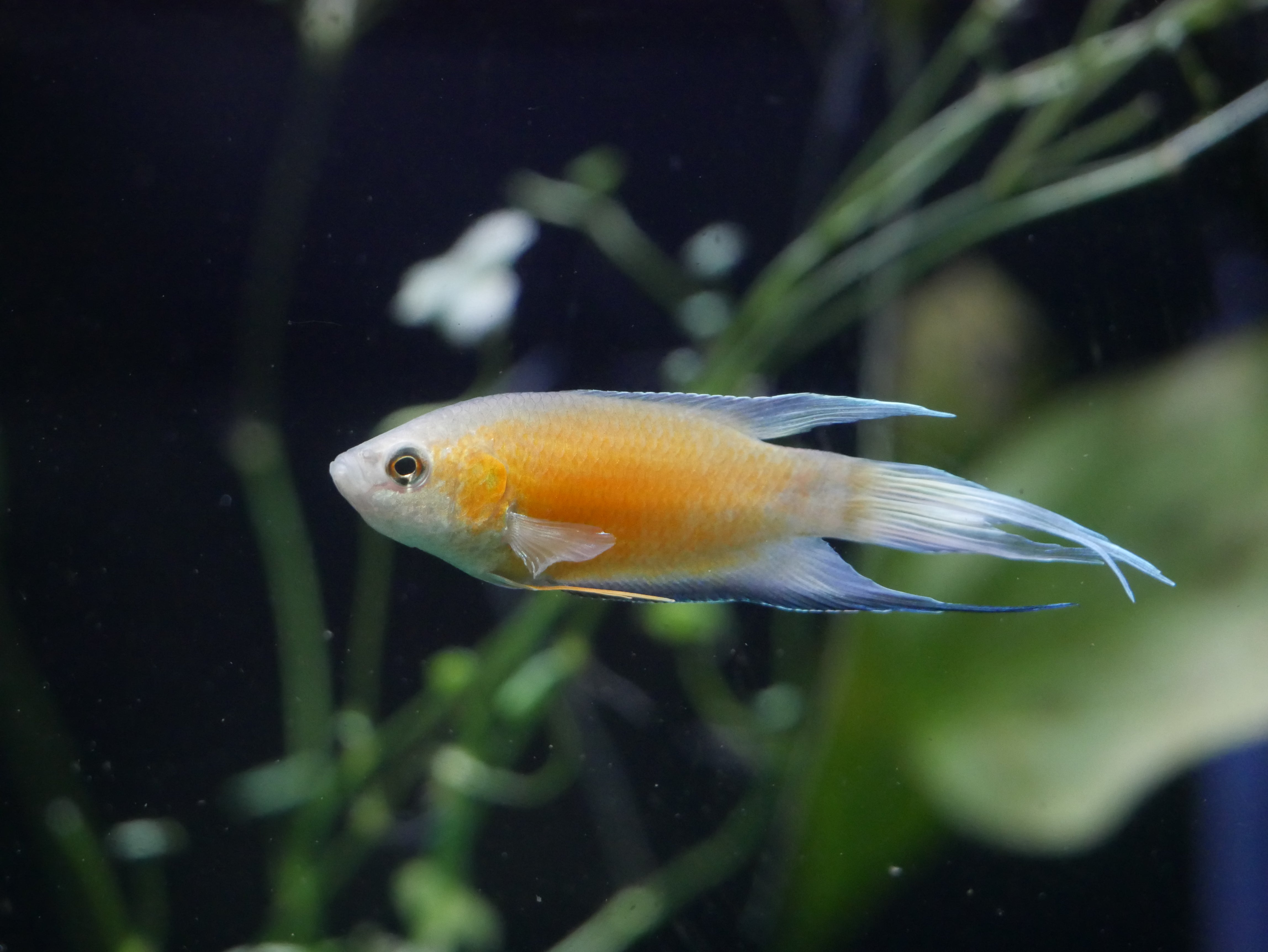Blue Flame Paradise Gourami